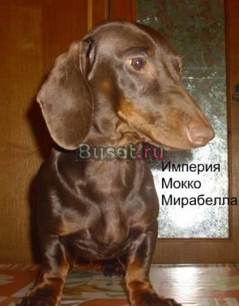 Подрощенная кофейная такса стандартная г/ш Москва