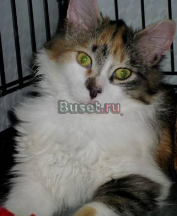 Особенная кошечка ищет хозяев Санкт-Петербург