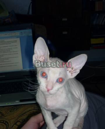 Котёнок 4 мес Архангельск