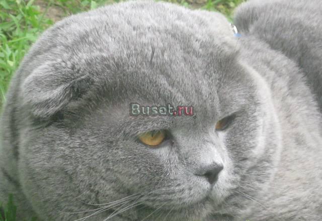 Скотиш фолд, еврочемпион, вязка Москва