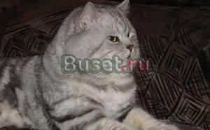 Скотиш страйт, черный мрамор на серебре, вязка Москва