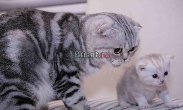 Вислоухие котята редких мраморных окрасов Санкт-Петербург