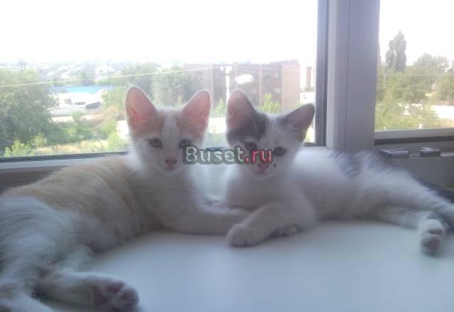 Котята отдам в добрые руки Волгоград