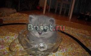 Котята персы и экзоты Санкт-Петербург