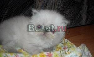 Котята персы и экзоты Санкт-Петербург