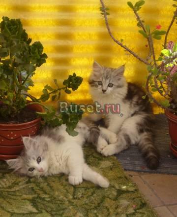 Котята Москва
