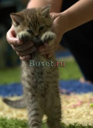 Потрясающе роскошная золотая тигровая девочка Москва