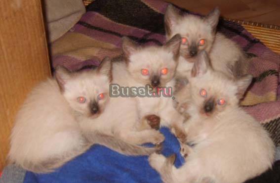 Тайскиe чистокровные котята сама любовь и нежность Москва