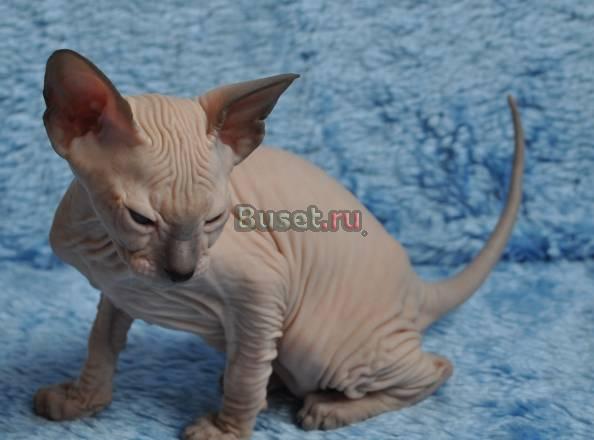 Котята породы Петербурский сфинкс Ижевск