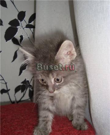 Котята 2,5 мес в добрые руки Москва