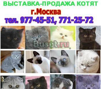 Выставка и продажа котят Москва
