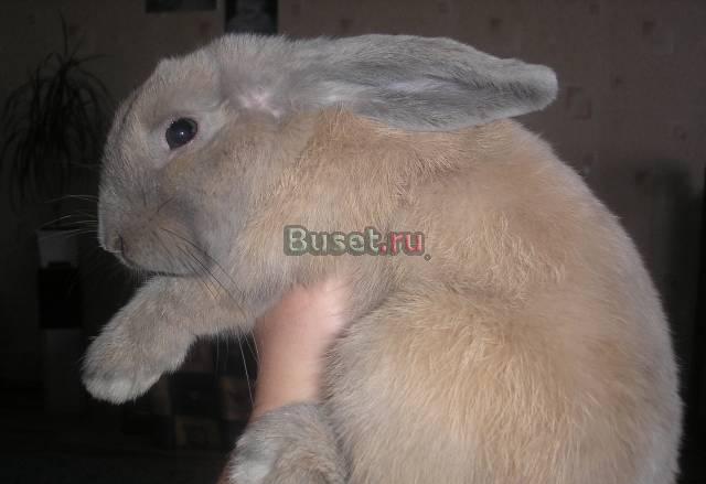 Кролика породы "вислоухий баран"+клетка Екатеринбург