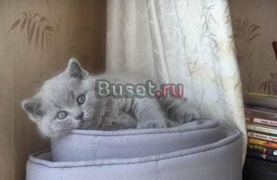 Выставка и продажа котят Москва