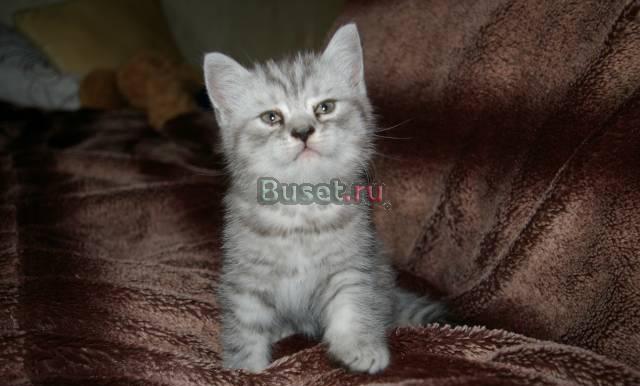 Продам кота Скоттишь-страйт Москва