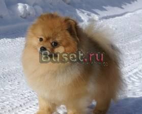 Немецкий шпиц Москва