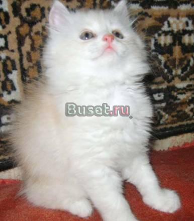 Котик окраса кремовая камея Москва