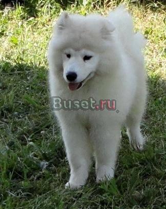 Мальчик и девочка самоед Москва