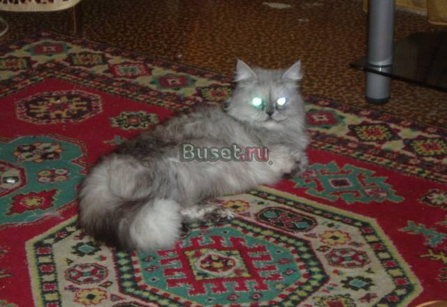 Кошка перс Москва
