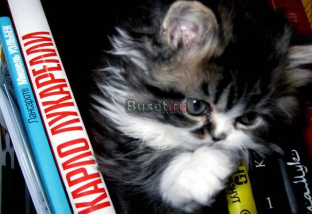 Котик персидский 1,5 мес.медвежонок Санкт-Петербург