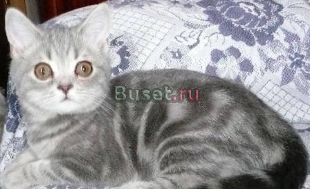 Шотландские котята Челябинск