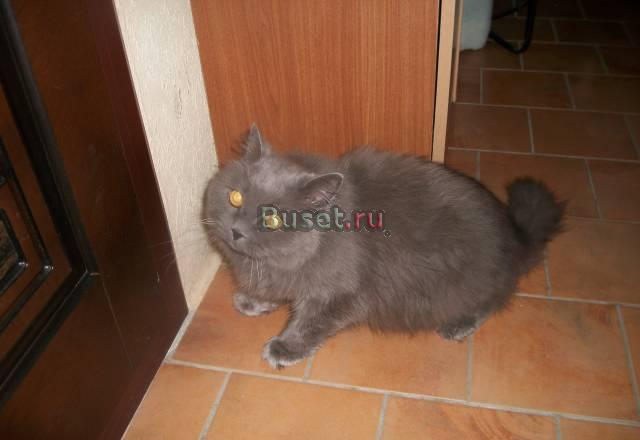 Кошка британская Москва