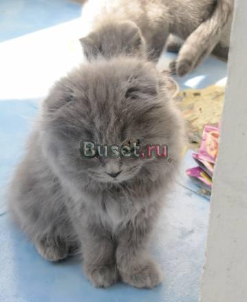 Красавица хайленд фолд Москва