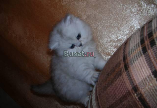 Кошка персидская Раменское