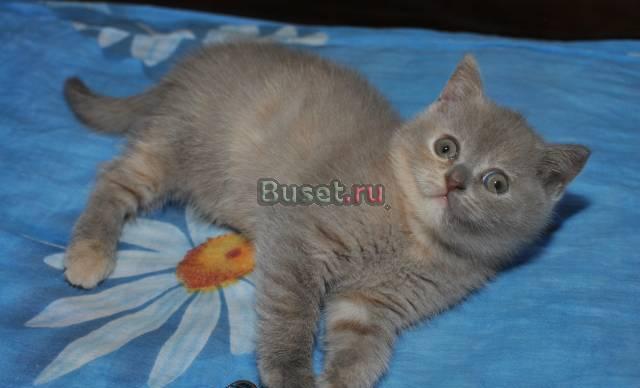 Шотландские котята Москва