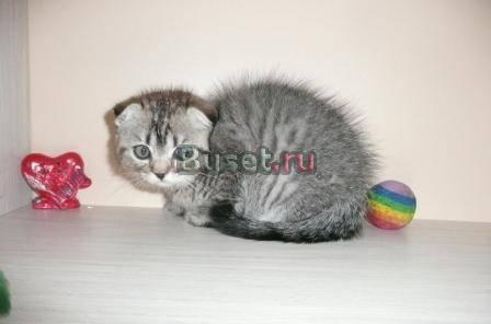 Шотландские котята Челябинск