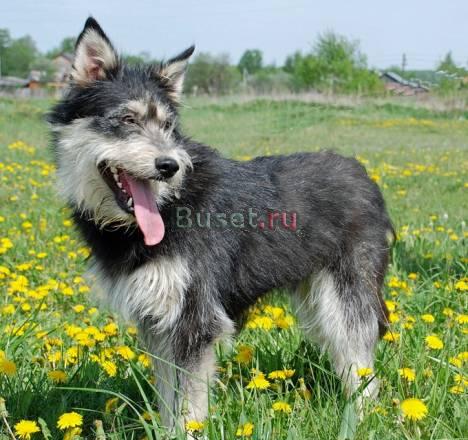 Собака в дар. Метис шнауцера, ок. 1 года Москва