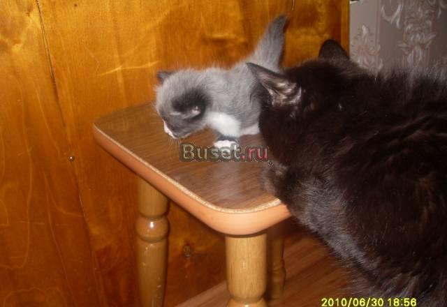 Отдаю трёх котят , все серые Челябинск