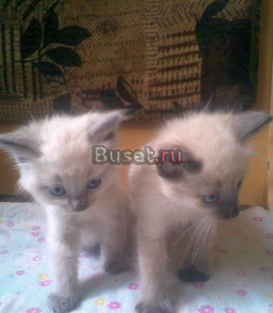 Котята Чебоксары