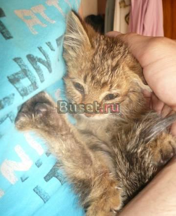 Отдадим доброго, игривого котенка Санкт-Петербург