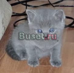 Британские котята Подольск