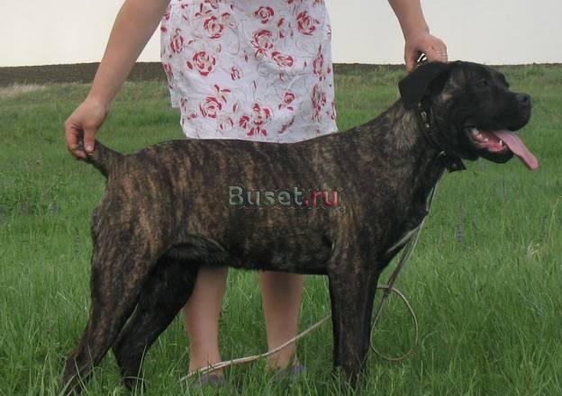Щенки кане корсо Тольятти