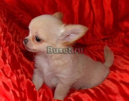 Продается кукольный мальчик чихуахуа Москва