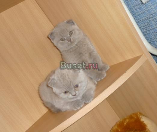 Шотландскик котята Омск