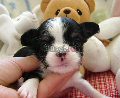 Очаровательные щенки чихуахуа Барнаул