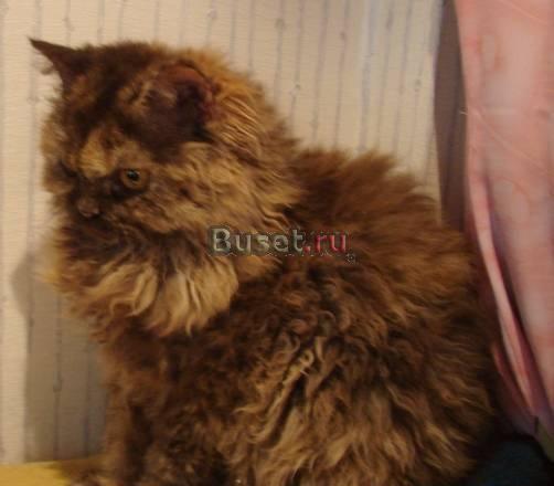 Предлагаю эксклюзивных котят Москва