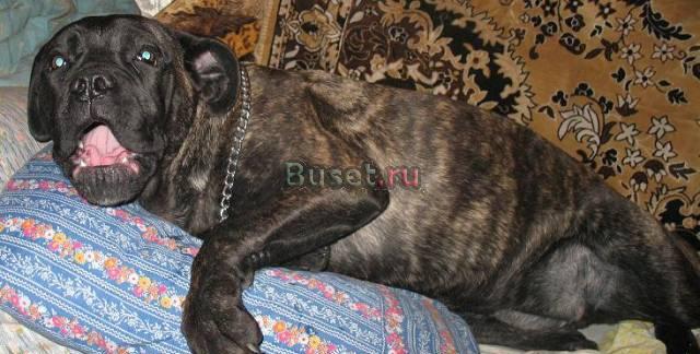 Кане корсо Волгоград