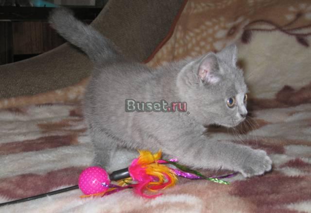 Шикарные британские котята шоу класса Москва