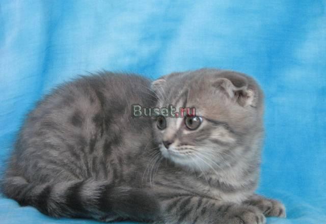 Вислоухие котята) Москва