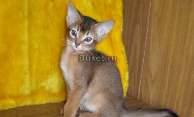 Абиссинские котята Москва