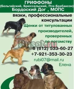 Гриффон Брюссельский Санкт-Петербург