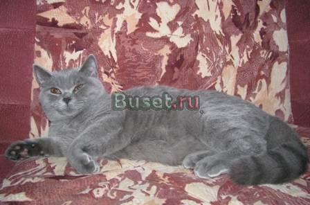 Британские подрощенные котята Москва
