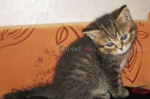 Британские и шотландские котята Москва