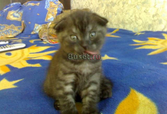 Шотландский вислоухий котёнок Челябинск