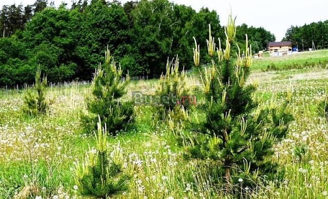 Участок 11-30 соток в 250 метрах от реки Ока Москва