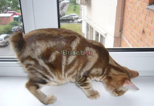 Котята курильского бобтейла очень редкий окрас Москва