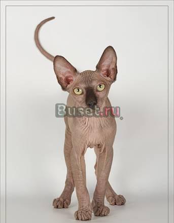 Котик окрас сил сепия Москва